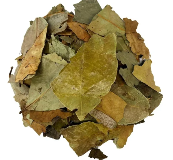 Feuilles Entières de Corossol